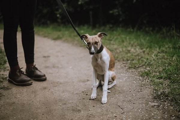 What Are the Best Practices for Socializing a Shy Whippet Puppy?